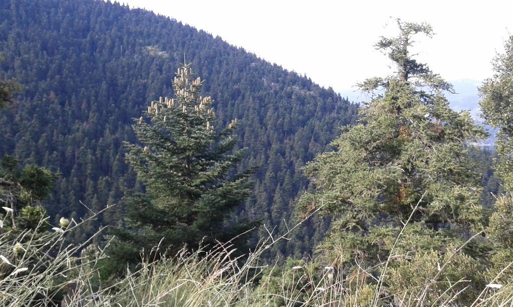 Hotel Archontiko Nikolopoulou Vytina Esterno foto
